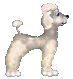 caniche